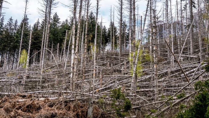 The next wave of bark beetles is threatening in German forests 
