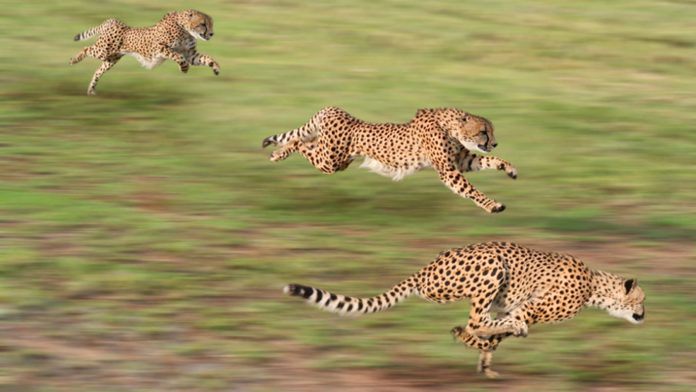 Quiz: Which animal is faster?
