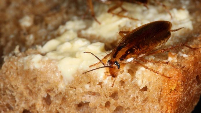 How the German cockroach conquered the world
