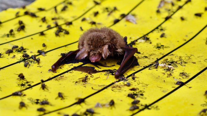 Dangerous glue traps: conservationists warn of risks
