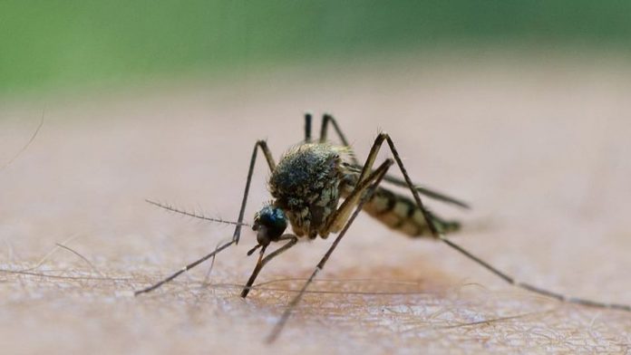 Mosquito plague in Germany: These regions are hotspots
