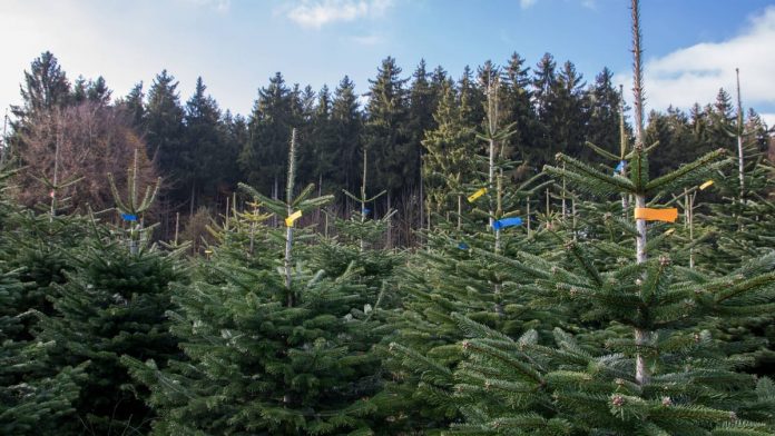 Price shock already in August: Christmas trees are getting more expensive
