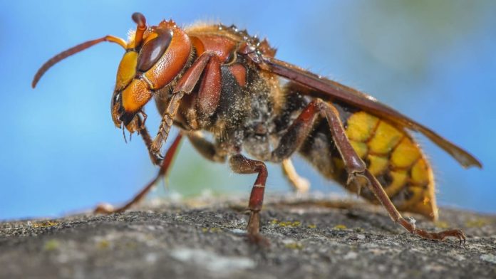 Expert warns: Be especially careful with wasps and hornets
