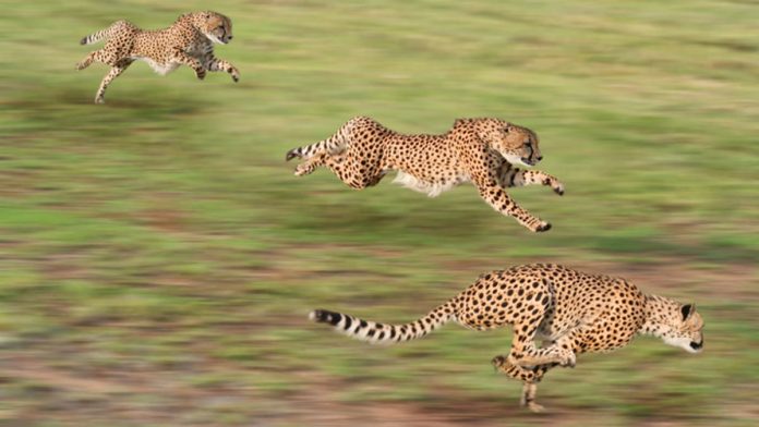 Quiz: Which animal is faster?
