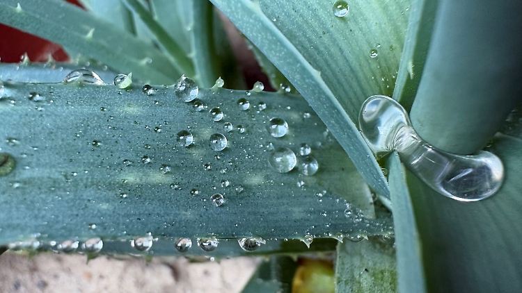 The iPhone 16’s ultra-wide-angle camera can now also take macro photos.