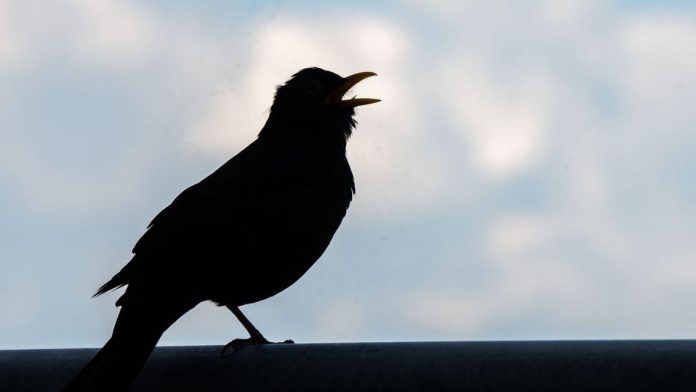 Tropical virus leads to massive blackbird deaths
