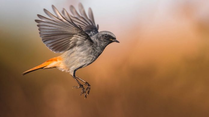 Black redstart is the “Bird of the Year” 2025
