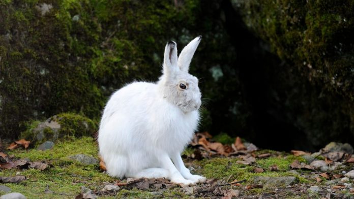 Alpine snow hare elected winner 2024
