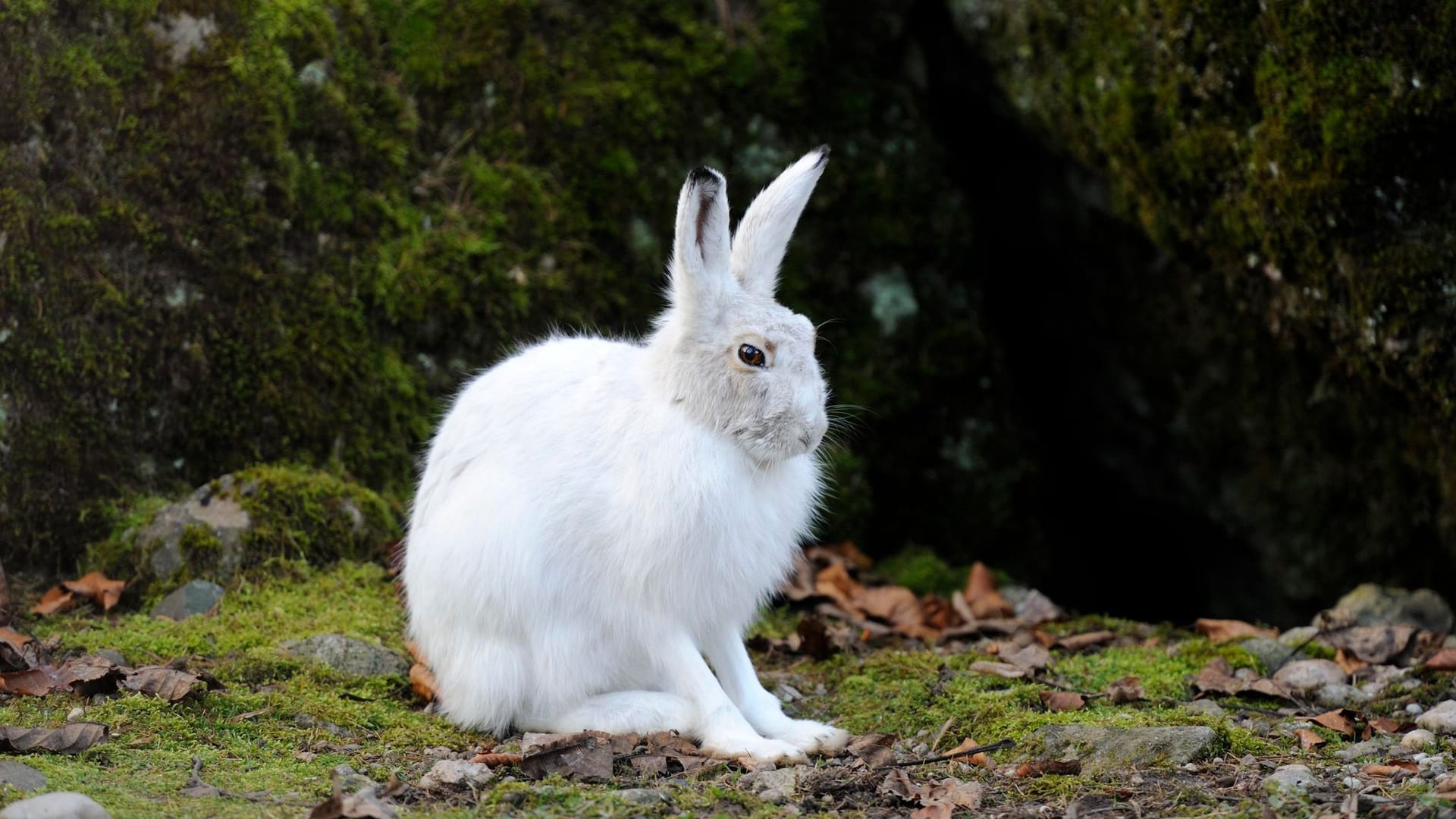 Alpine hare voted “Animal of the Year”.